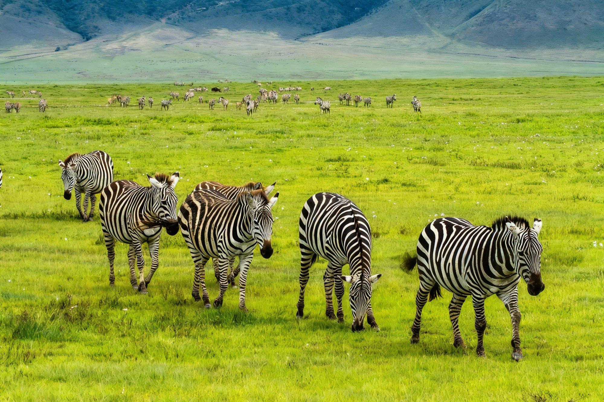Ngorongoro Crater