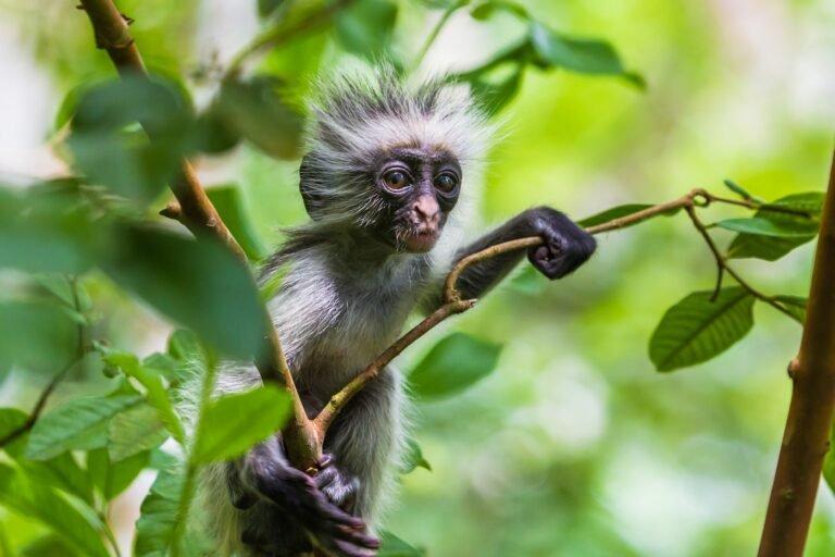 Burigi-Chato National Park