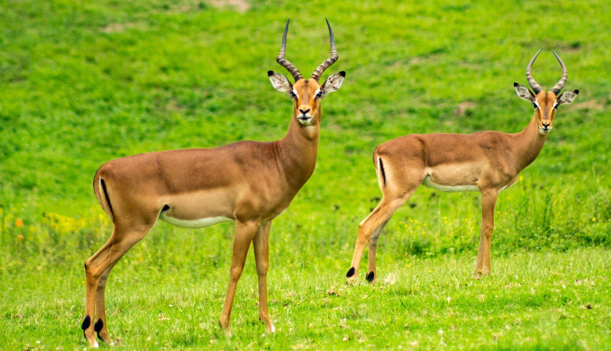 Saanane Island National Park
