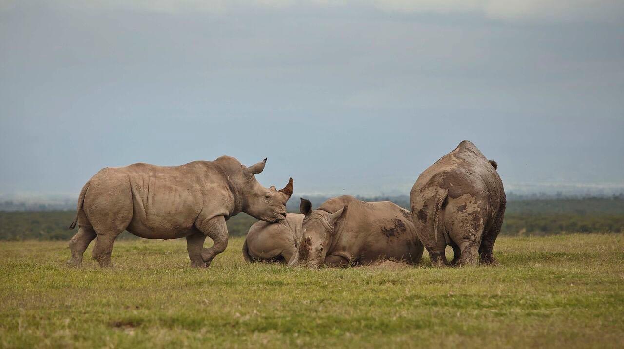 Mkomazi National Park