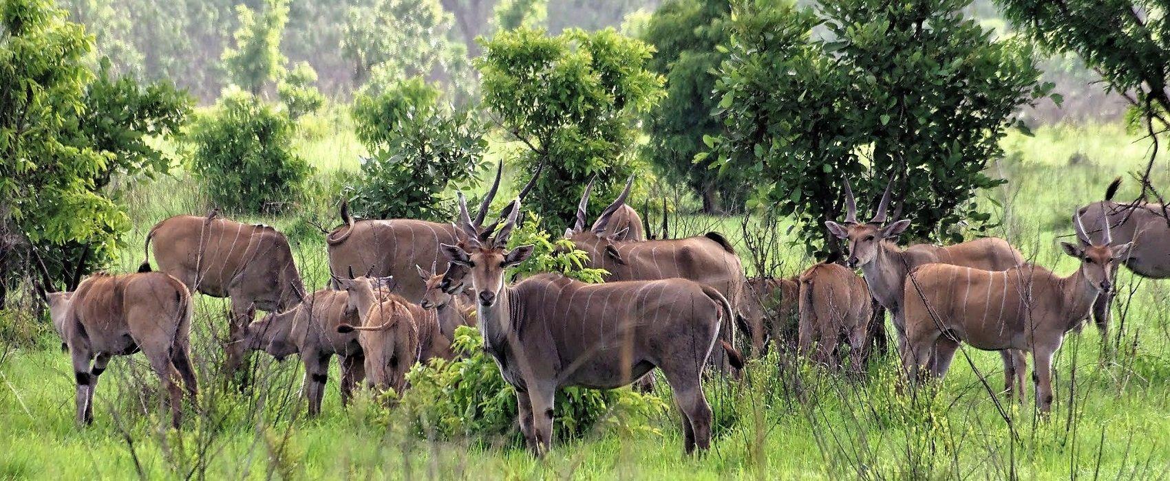Ruaha National Park