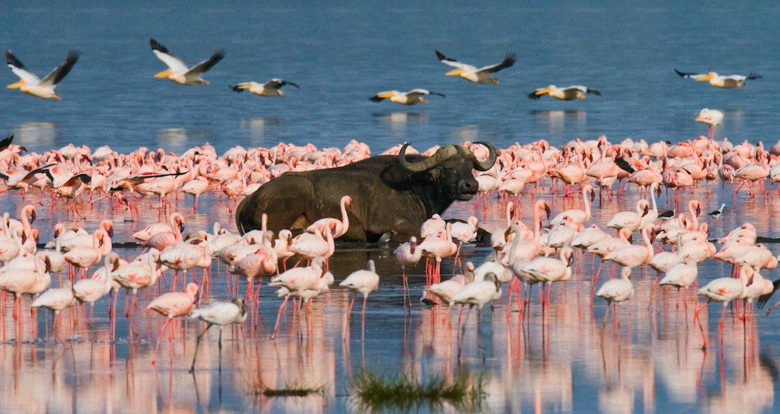 Lake Manyara
