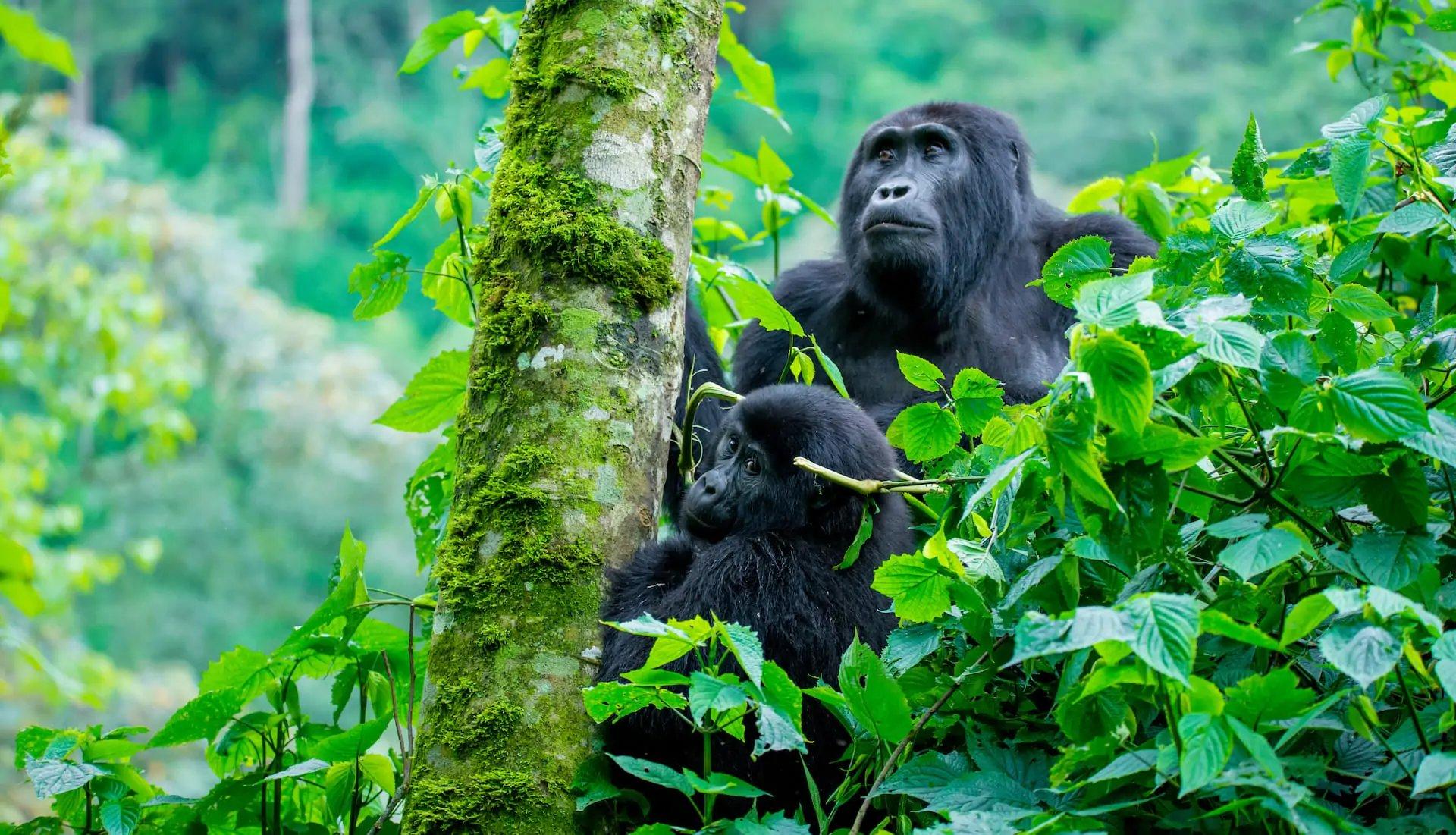 Gombe Stream National Park