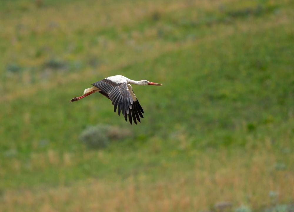 Kitulo National Park