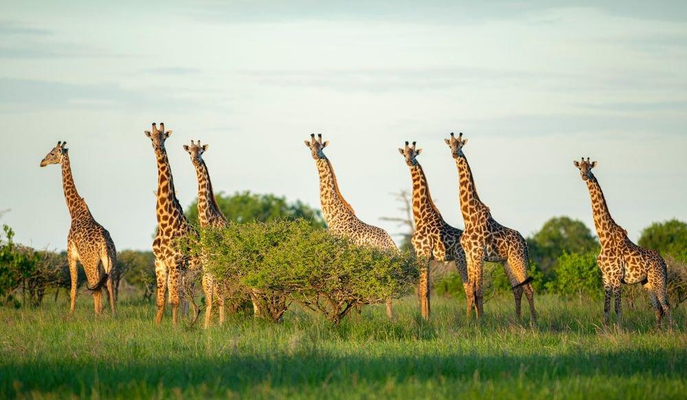 Saadani National Park