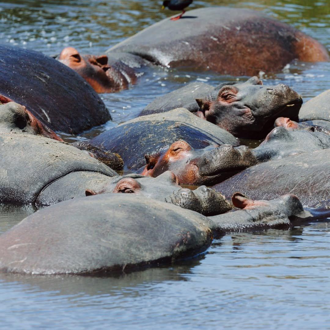 Katavi National Park